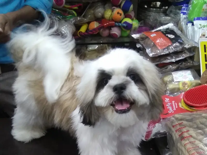 Pawfect Pets- Pet Grooming Shop, photo 4