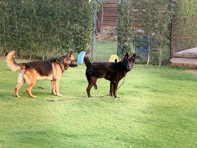 OMA Pet Boarding Faridabad : Pet Boarding in Faridabad | Dog Boarding in Faridabad, photo 3