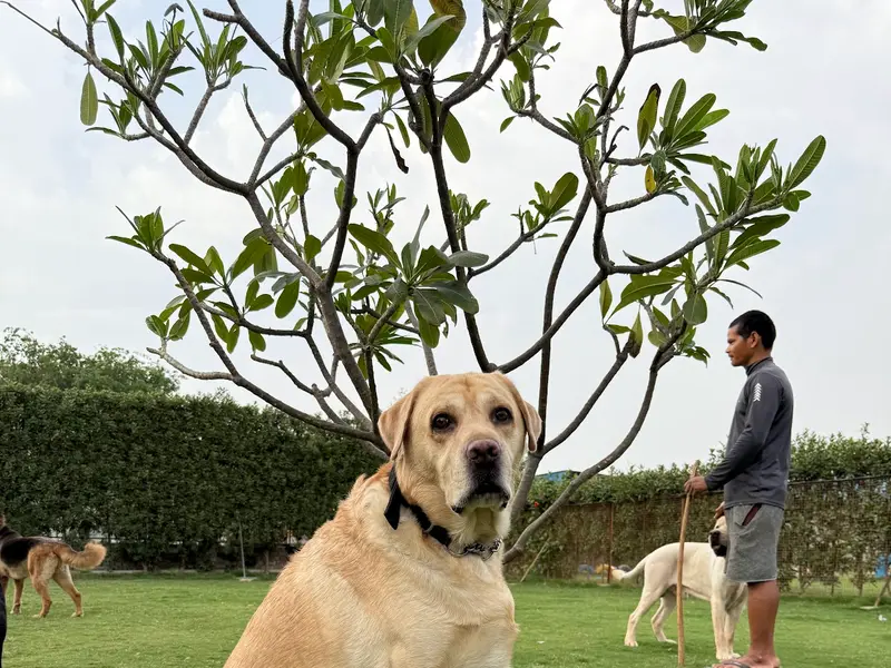 OMA Pet Boarding Faridabad : Pet Boarding in Faridabad | Dog Boarding in Faridabad, photo 4