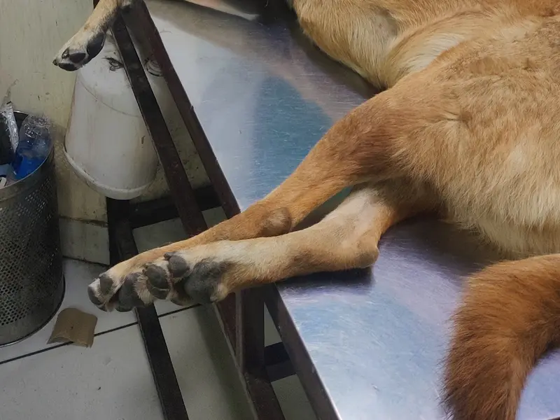 Friendly Paws Pet Clinic, photo 2