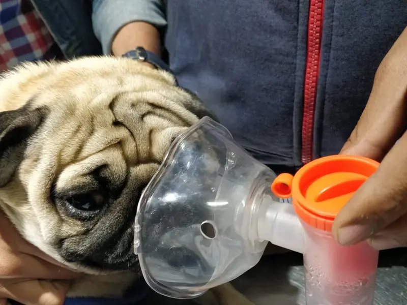 Friendly Paws Pet Clinic, photo 3