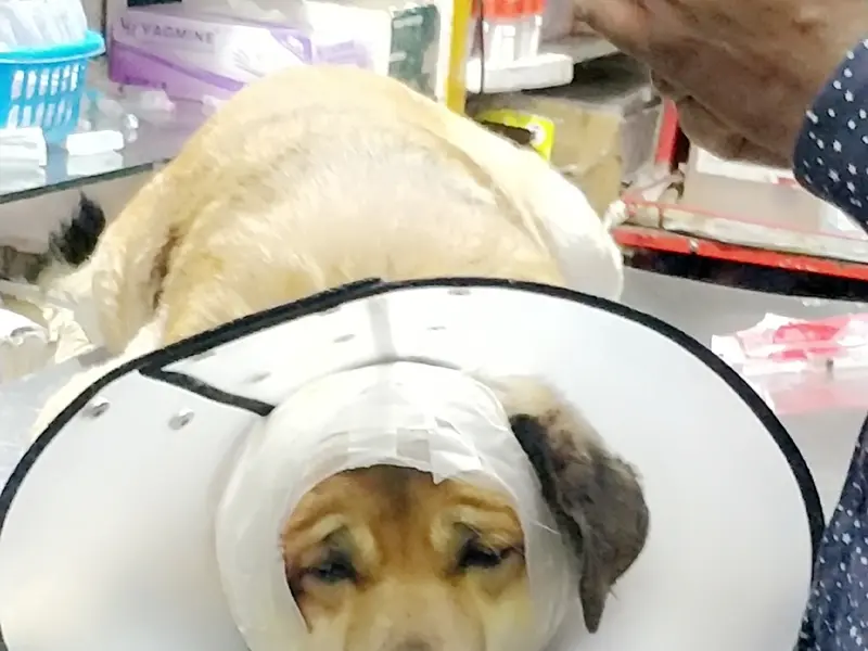Friendly Paws Pet Clinic, photo 4