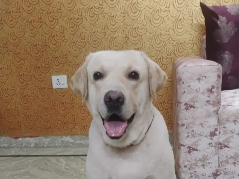 The Pet K9, photo 4