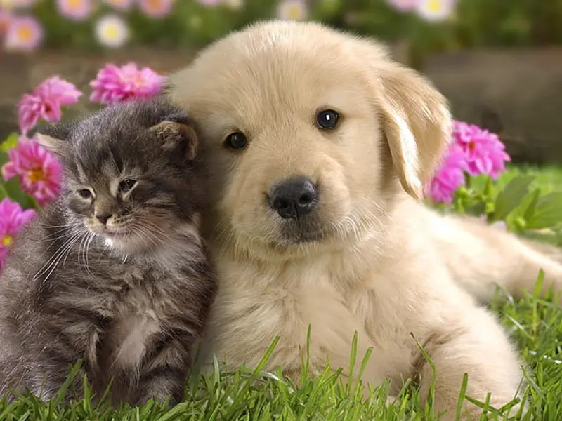 Simran Pet Lover - Complete Pet Shop in Delhi NCR, photo 2