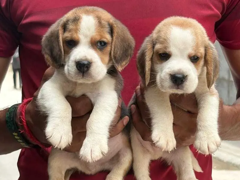 Simran Pet Lover - Complete Pet Shop in Delhi NCR, photo 5