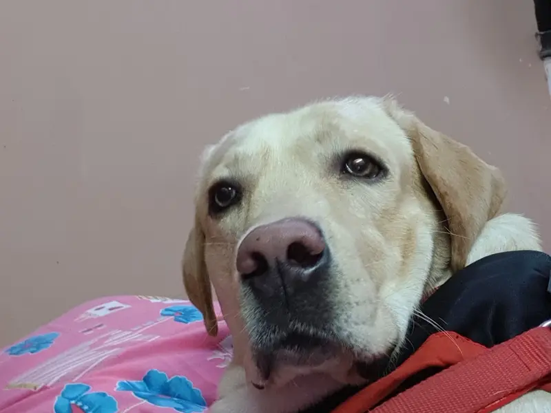 SOR Pet Services, photo 2