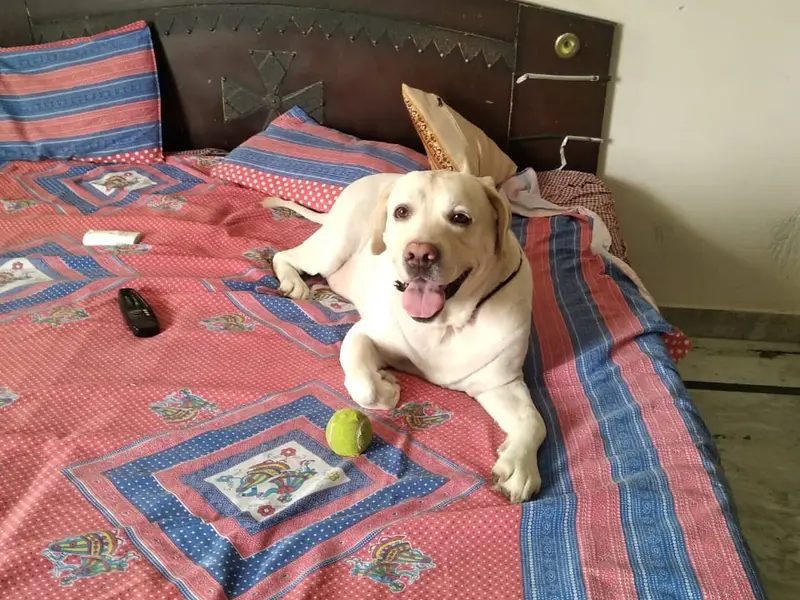 SOR Pet Services, photo 3