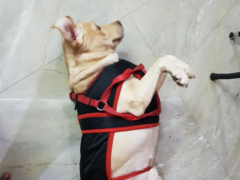 SOR Pet Services, photo 4