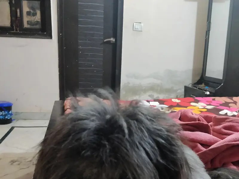 SOR Pet Services, photo 5
