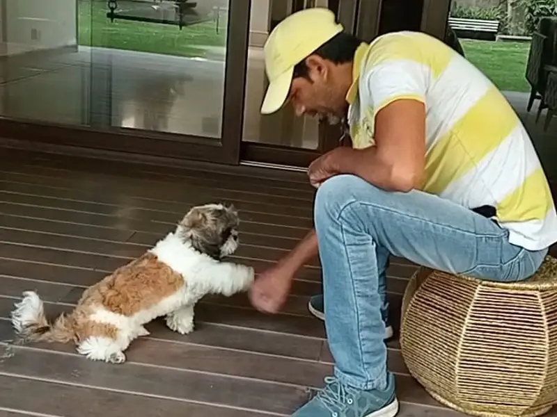 Dog Behavior & Training Puppy dog seller Dwarka Delhi NCR - Dog Trainer Rahul Vaishnav, photo 2