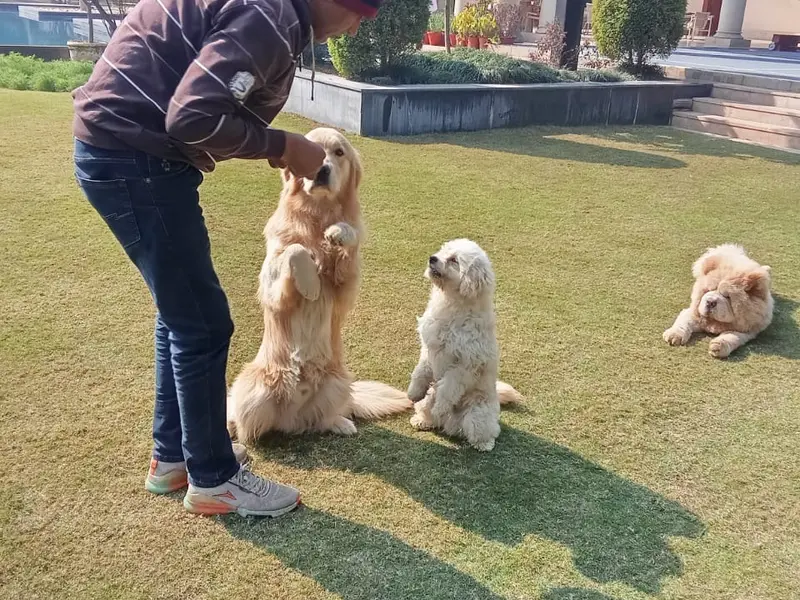Dog Behavior & Training Puppy dog seller Dwarka Delhi NCR - Dog Trainer Rahul Vaishnav, photo 3