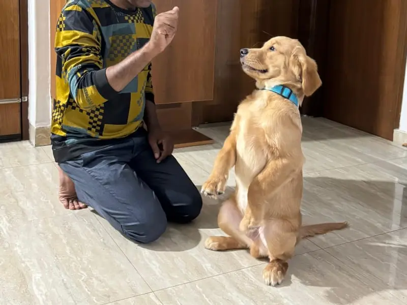Dog Behavior & Training Puppy dog seller Dwarka Delhi NCR - Dog Trainer Rahul Vaishnav, photo 4