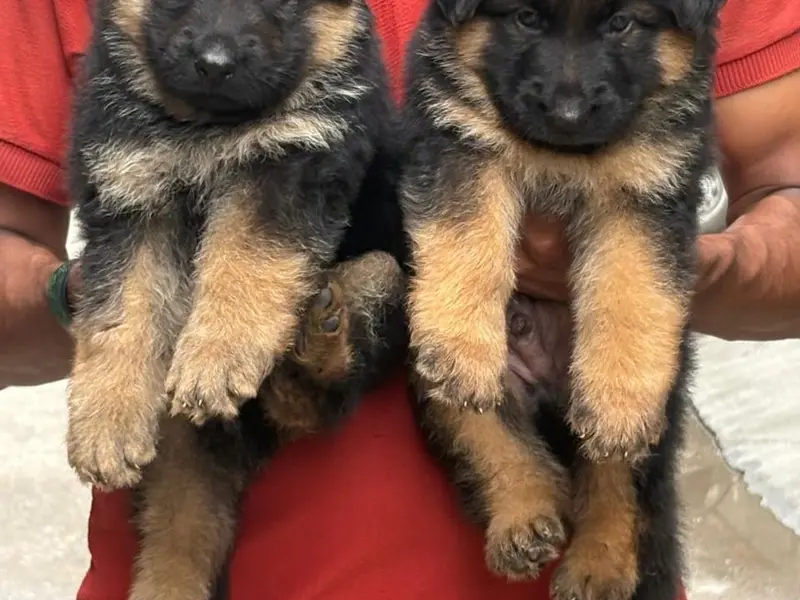 Dogs for sale, photo 3