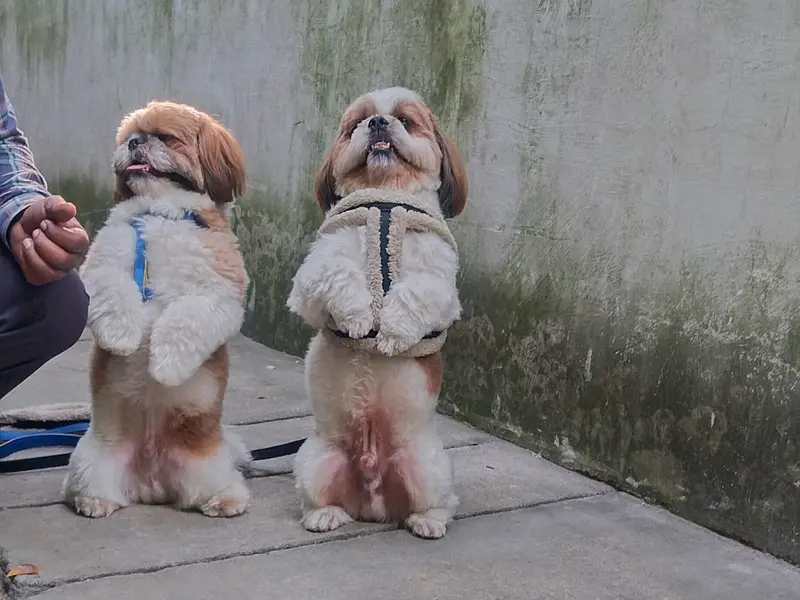 Rajdeep Dog Trainer, photo 2
