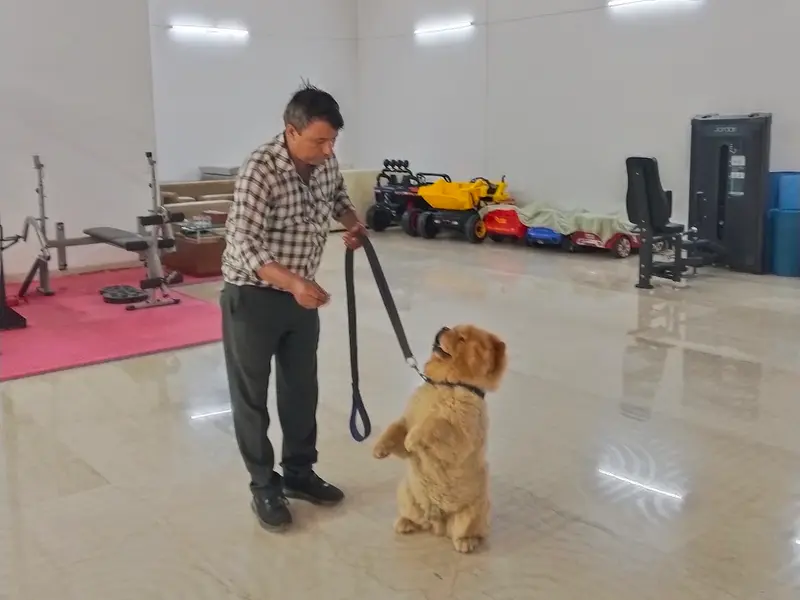 Rajdeep Dog Trainer, photo 3
