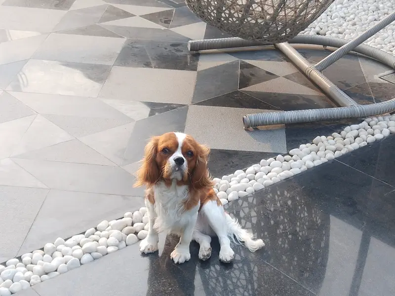 Rajdeep Dog Trainer, photo 4