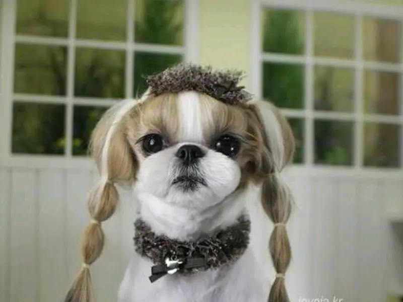 Shih Tzu puppies sale in delhi,gurgaon, photo 2