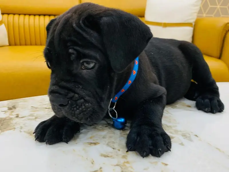 Shih Tzu puppies sale in delhi,gurgaon, photo 3