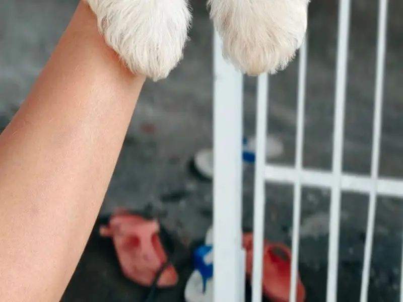 Shih Tzu puppies sale in delhi,gurgaon, photo 4