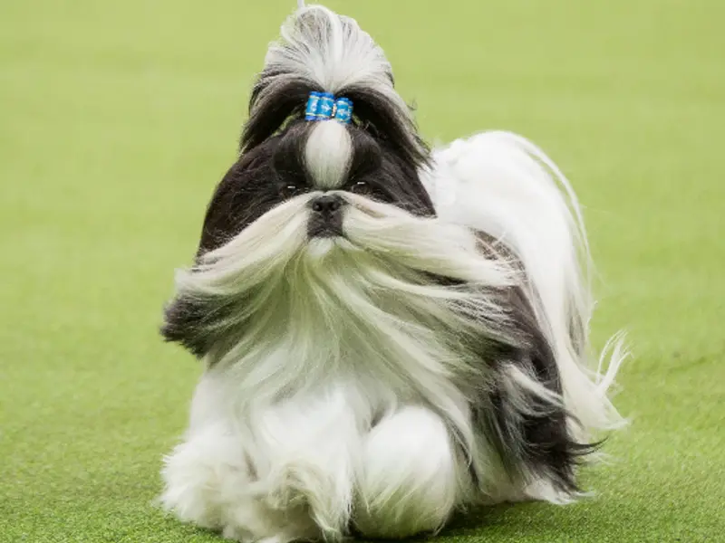 Shih Tzu puppies sale in delhi,gurgaon, photo 5