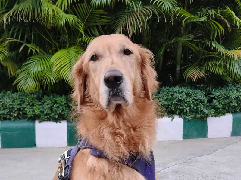 BSF Dog trainer, photo 2
