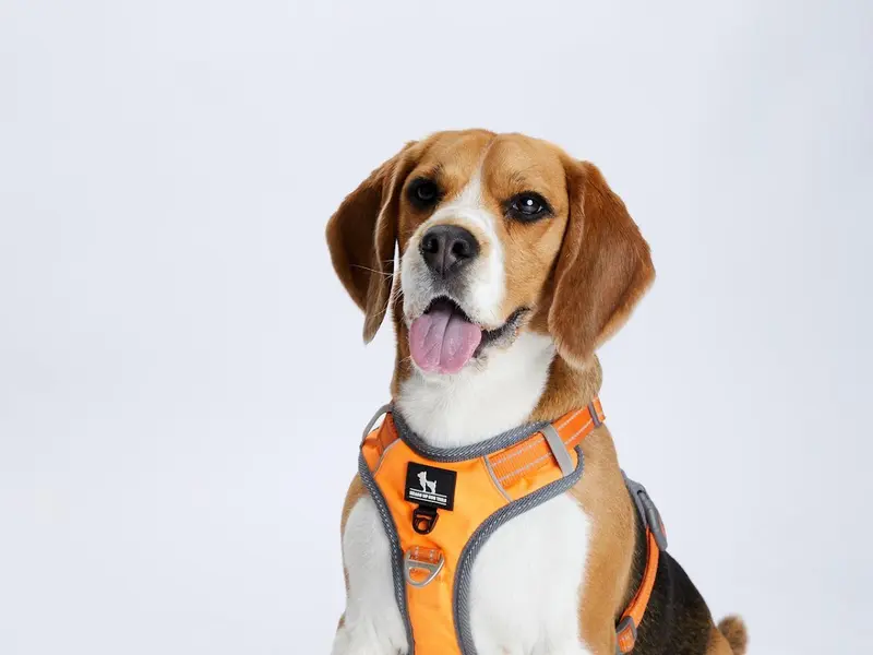 BSF Dog trainer, photo 4