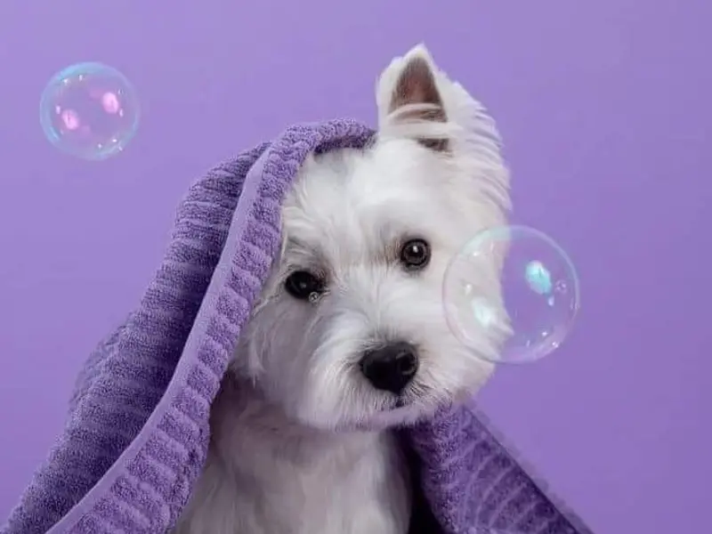 Happy dogs || Pet grooming Shop in Paschim Vihar || Pet Shop in Paschim Vihar || Pet assessories in Paschim Vihar, photo 2