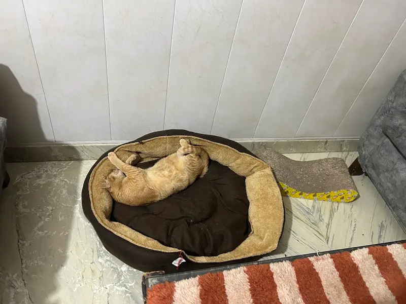 Happy Home Cat And Dog boarding Uma Chawla, photo 3