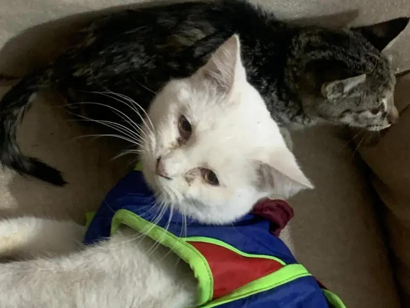 Happy Home Cat And Dog boarding Uma Chawla, photo 4