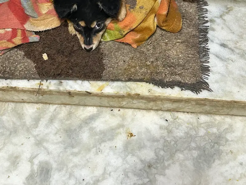 Happy Home Cat And Dog boarding Uma Chawla, photo 5