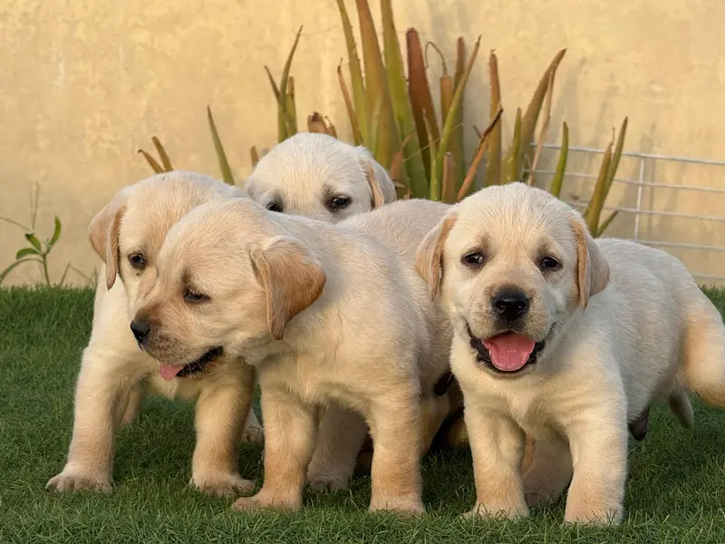 Kyra Pet Shop, photo 3