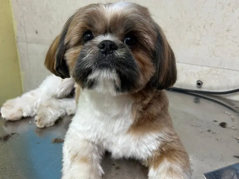 Malhotra pet shop, photo 3
