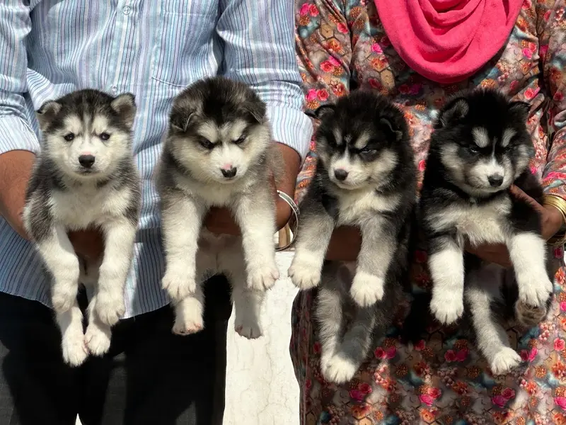 Malhotra pet shop, photo 4