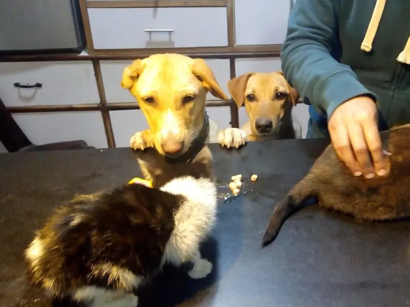 Mercy Pet Care Centre, photo 4