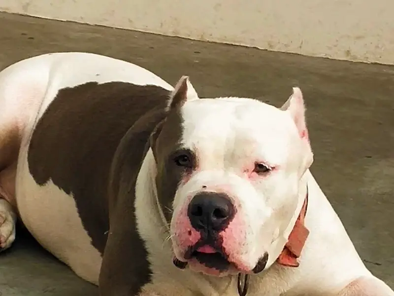 Nitin Dog Kennel, photo 3