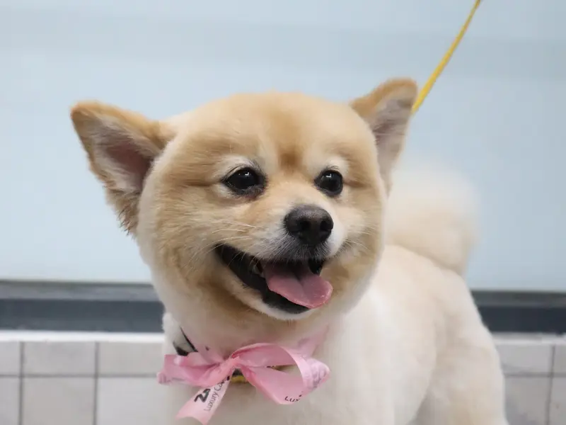 Zotails - Luxury Care for Pets, photo 3