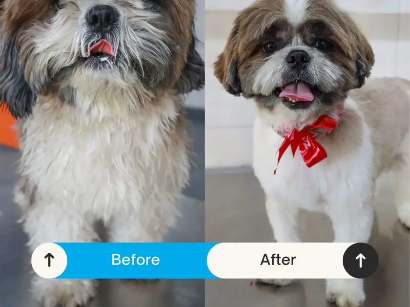 Zotails - Luxury Care for Pets, photo 4