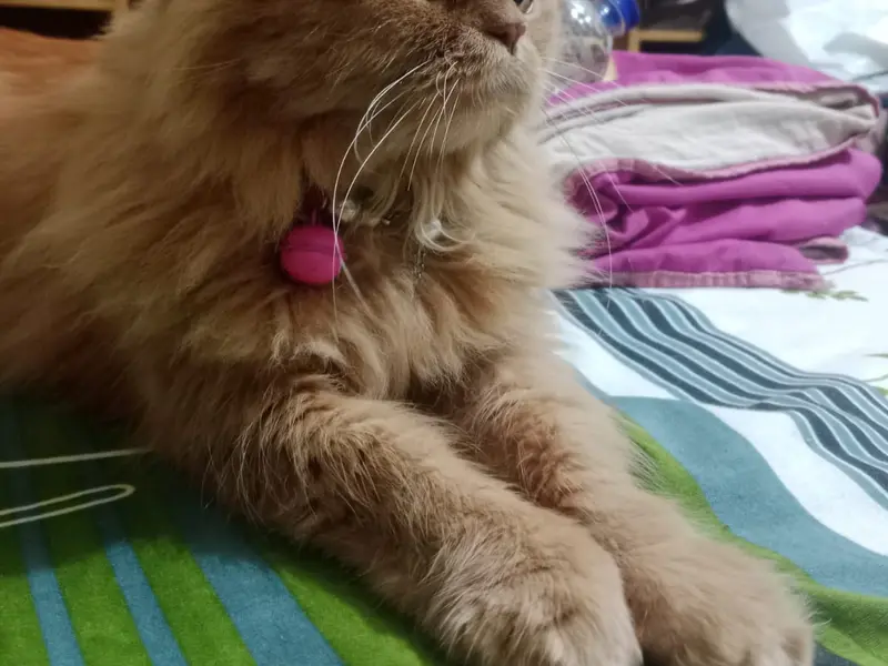 Mansi Cat boarding, photo 2