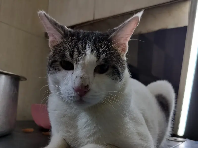 Mansi Cat boarding, photo 3