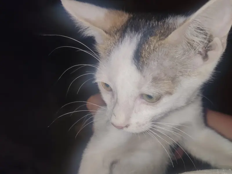 Mansi Cat boarding, photo 5