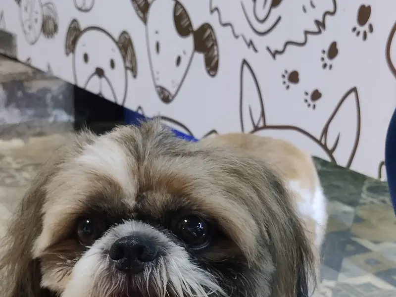 The Snout Pet Shop Dog Biscuits Wholesaler And NGO Dog Food Supplier in Delhi, photo 2