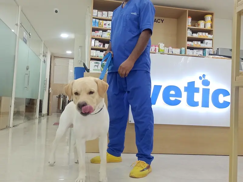 Vetic Pet Clinic Pitampura, photo 5