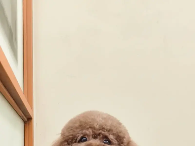Doodle Over Poodle, photo 3