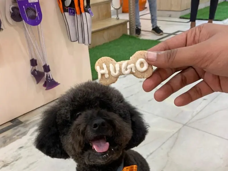 Doodle Over Poodle, photo 5