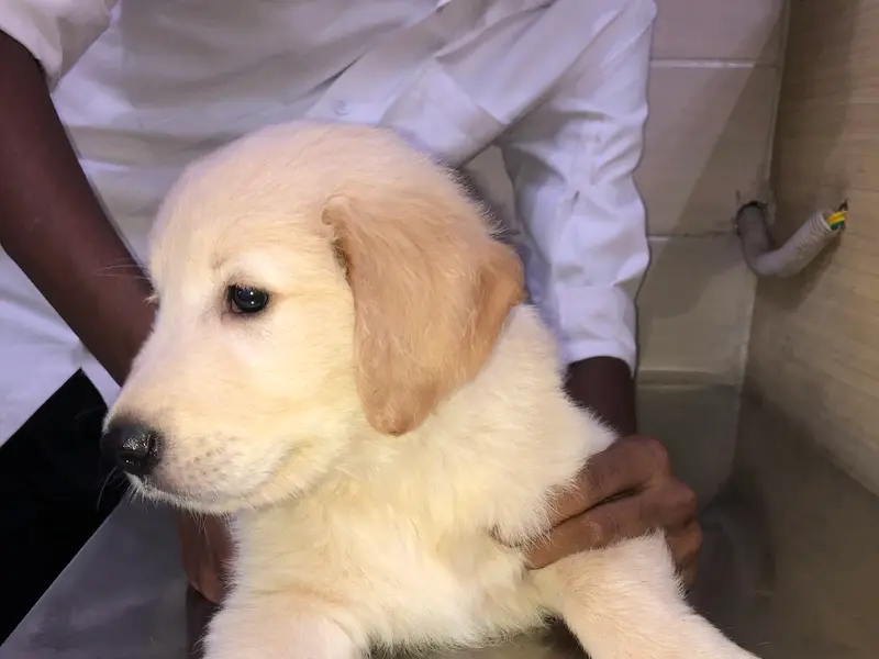 Dr Ankush Maini's Pet Clinic, photo 3