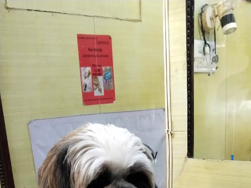 Dr Ankush Maini's Pet Clinic, photo 4