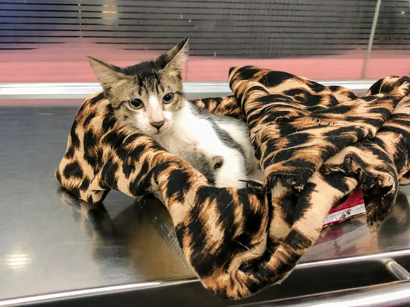 Pawsome Pets Clinic ️, photo 5