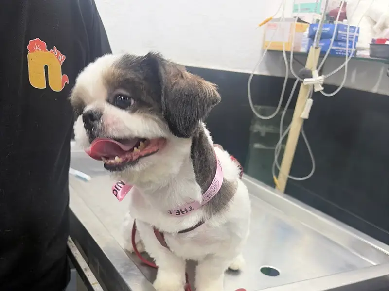 The Pet Point, photo 3