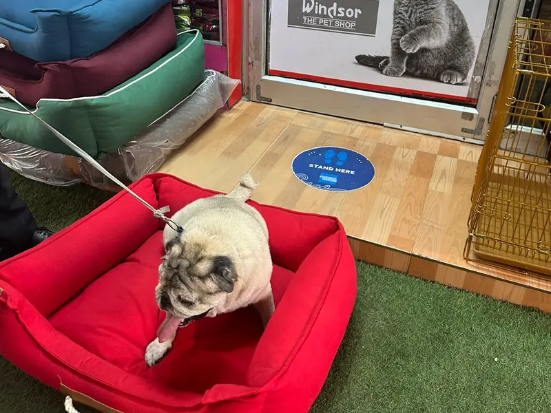 Windsor The Pet Shop, photo 5