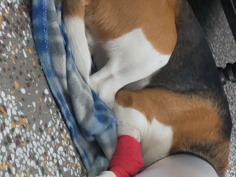 24x7 Pet Clinic, photo 2